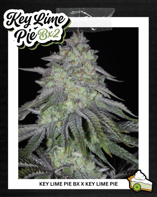 Sin City - Key Lime Pie BX2 [Feminized]
