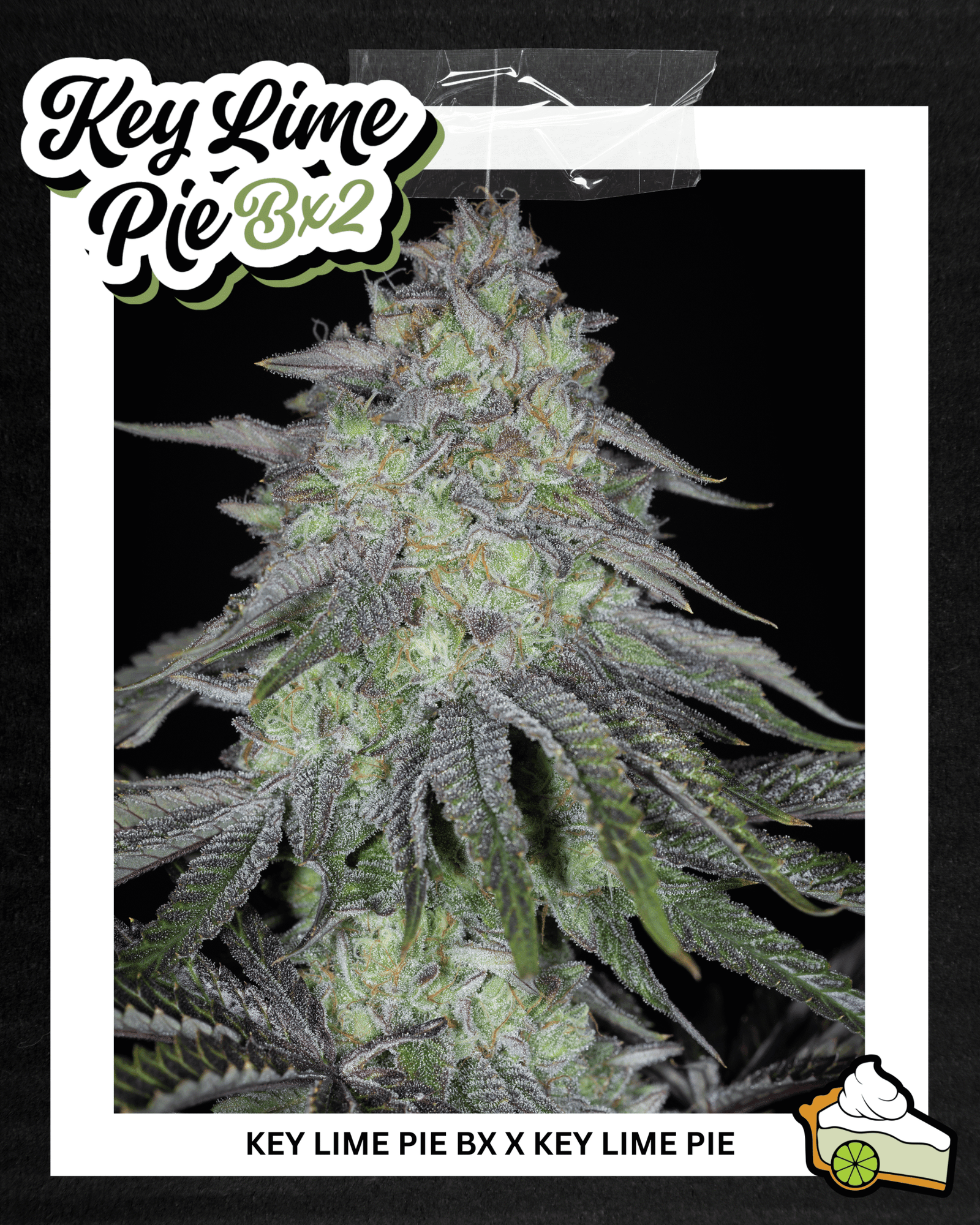 Sin City Key Lime Pie BX2 Feminized