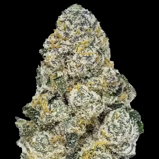 Fast Buds - Lemonpaya [Feminized]
