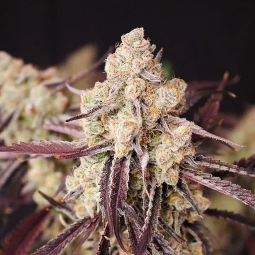 Lovin In Her Eyes - Straw-Lectric Lemonade [Feminized]