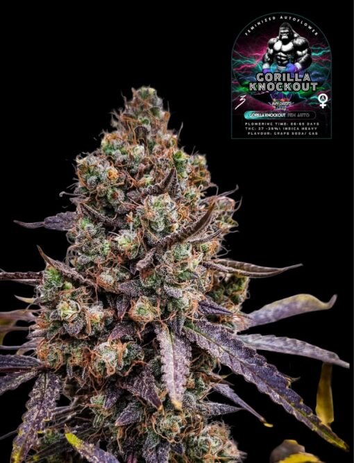 Bay seeds - Gorilla Knockout [Fem Autoflower]