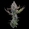 Brothers Grimm Seeds - Apollo [Feminized]