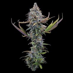 Brothers Grimm Seeds - Apollo [Feminized]