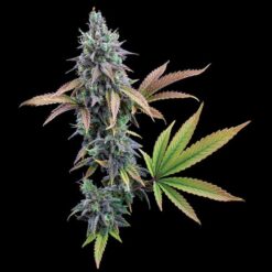 Brothers Grimm Seeds - Cinderella 99 [Feminized]