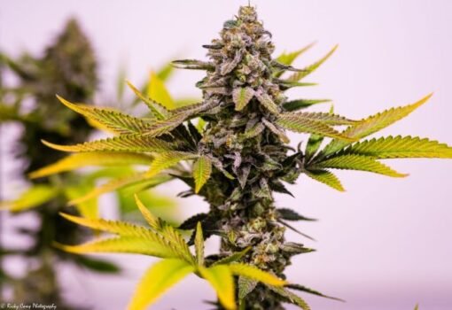 Brothers Grimm Seeds - Cinderella 99 [Regular]