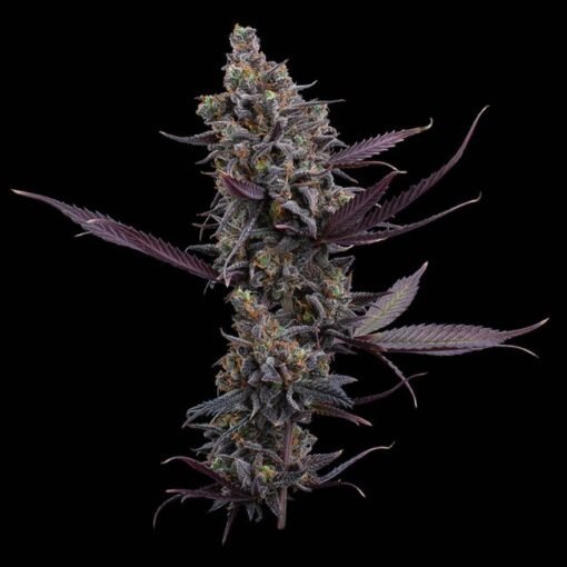 Brothers Grimm Seeds Cinderella Pineapple Feminized