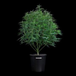 Brothers Grimm Seeds Cinderella Pineapple Feminized1
