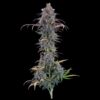 Brothers Grimm Seeds Cinderella Purple Feminized
