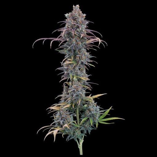 Brothers Grimm Seeds Cinderella Purple Feminized
