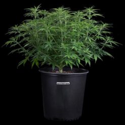 Brothers Grimm Seeds Cinderella Purple Feminized2