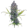 Brothers Grimm Seeds Durban Thai x C99 Feminized