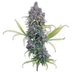 Brothers Grimm Seeds - Durban Thai x C99 [Feminized]