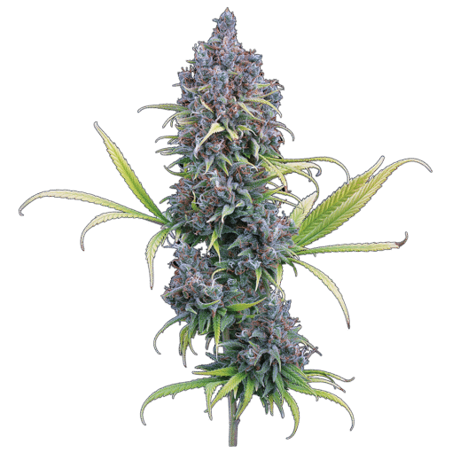Brothers Grimm Seeds - Durban Thai x C99 [Feminized]