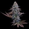 Brothers Grimm Seeds G13 Genius Feminized