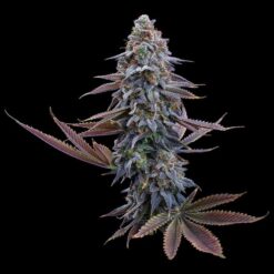 Brothers Grimm Seeds - G13 Genius [Feminized]