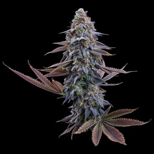 Brothers Grimm Seeds G13 Genius Feminized