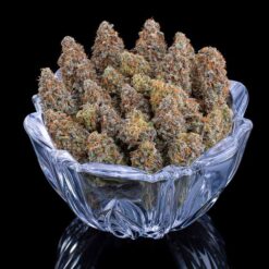 Brothers Grimm Seeds G13 Genius Feminized2