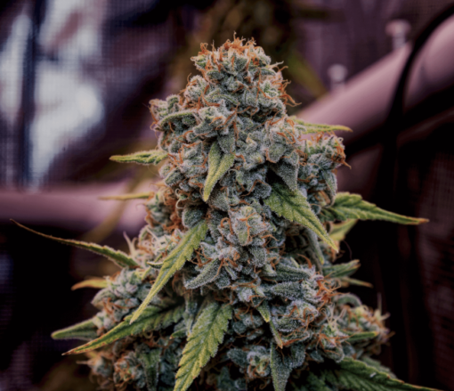 Brothers Grimm Seeds - Genius Juice [Feminized]