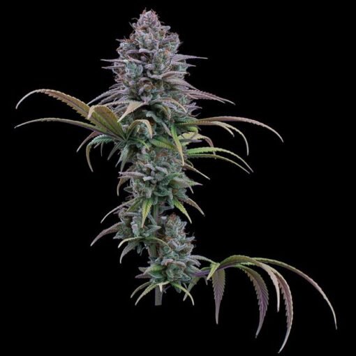 Brothers Grimm Seeds Grimm Glue Feminized