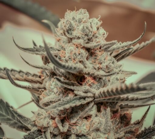 Brothers Grimm Seeds - Killer Queen [Feminized]