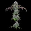 Brothers Grimm Seeds Ocifer Feminized