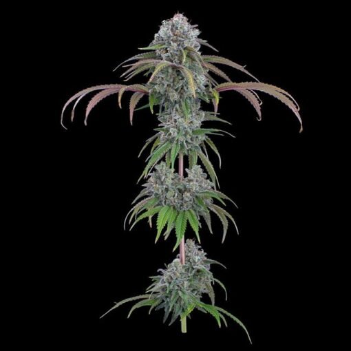 Brothers Grimm Seeds Ocifer Feminized