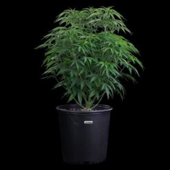 Brothers Grimm Seeds Ocifer Feminized2