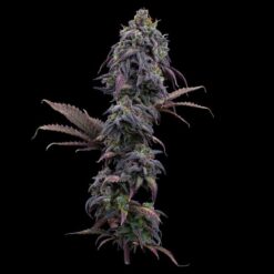 Brothers Grimm Seeds - Princess Haze [Feminized]