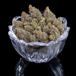 Brothers Grimm Seeds Princess Haze Feminized2