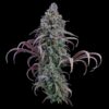 Brothers Grimm Seeds - Rosetta Stone [Feminized]