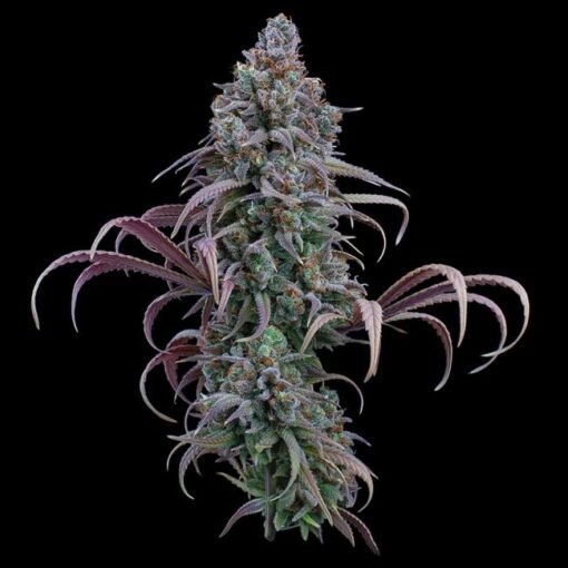 Brothers Grimm Seeds Rosetta Stone Feminized