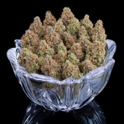 Brothers Grimm Seeds Rosetta Stone Feminized2
