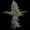 Brothers Grimm Seeds Space Queen Feminized