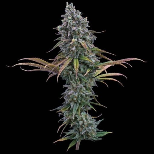 Brothers Grimm Seeds Space Queen Feminized