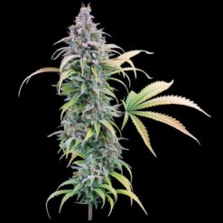 Brothers Grimm Seeds - Thai Herer 99 [Feminized]