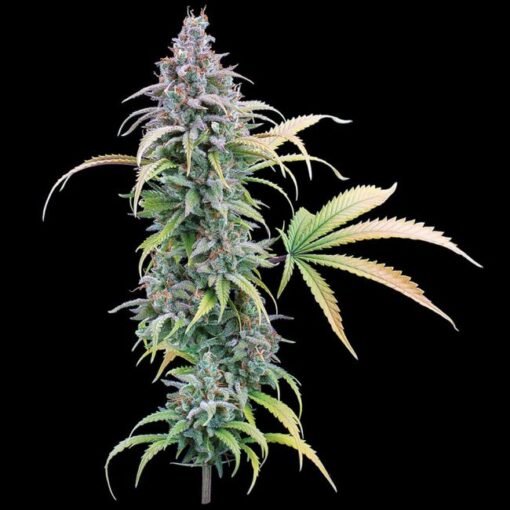 Brothers Grimm Seeds Thai Herer 99 Feminized