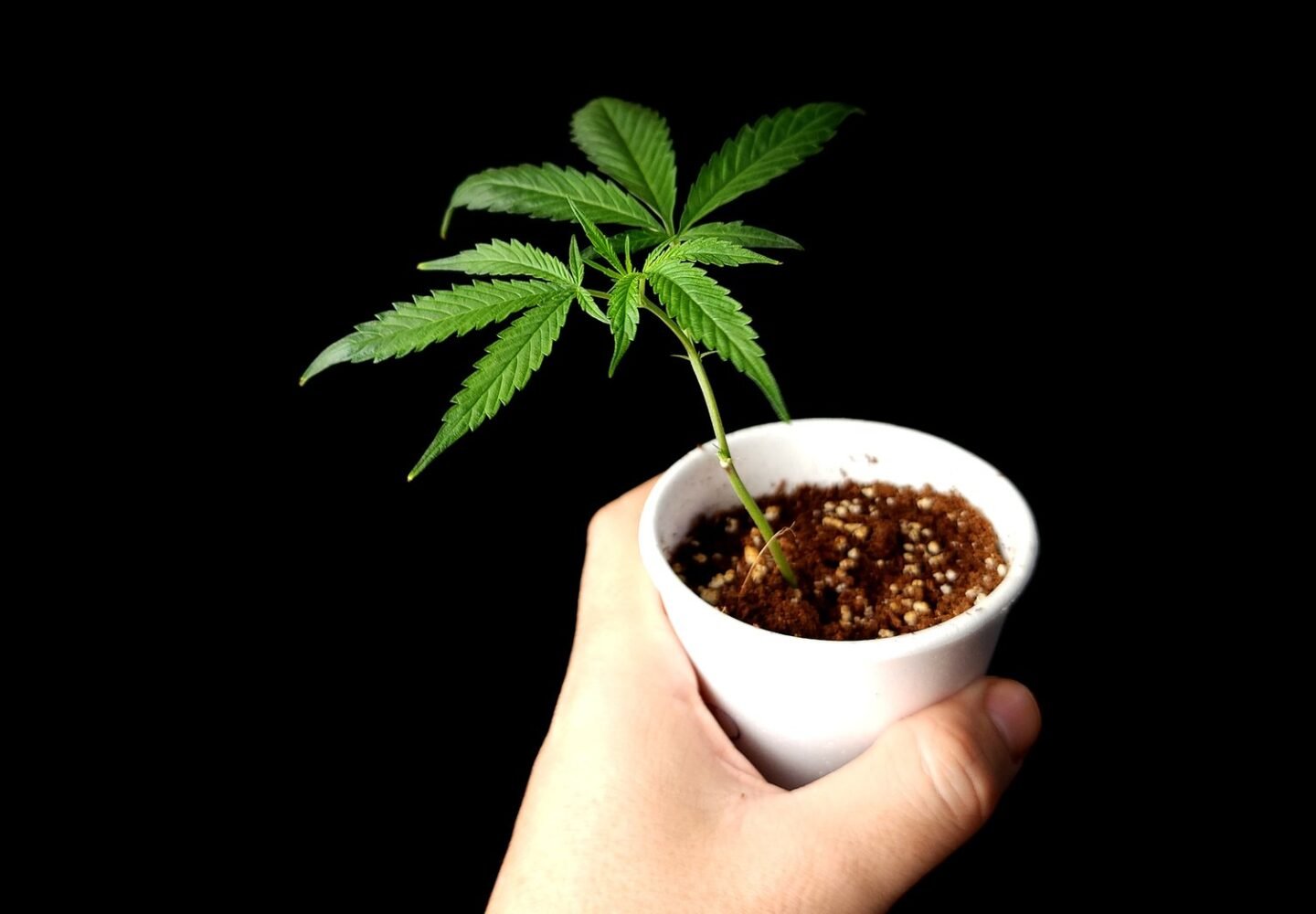 Hand holding small cannabis plant