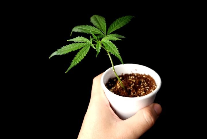 Hand holding small cannabis plant