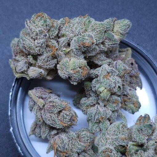 In House Genetics - Sugar Tree [Feminized]