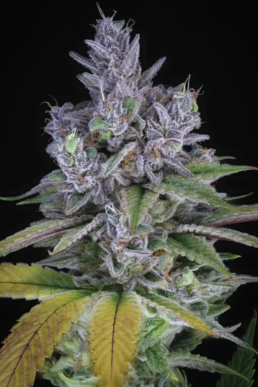 Sin City -  Blue Power IX2 [Feminized]