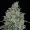 Sin City Honey Peach Pie Feminized