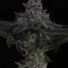 Sin City Nuclear Power Feminized