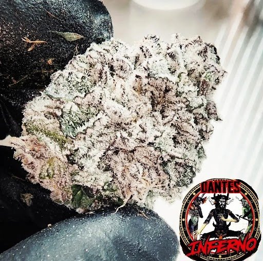 Tiki Madman dantes inferno feminized