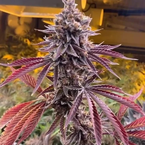 Tiki Madman - Forbidden Z [Feminized]