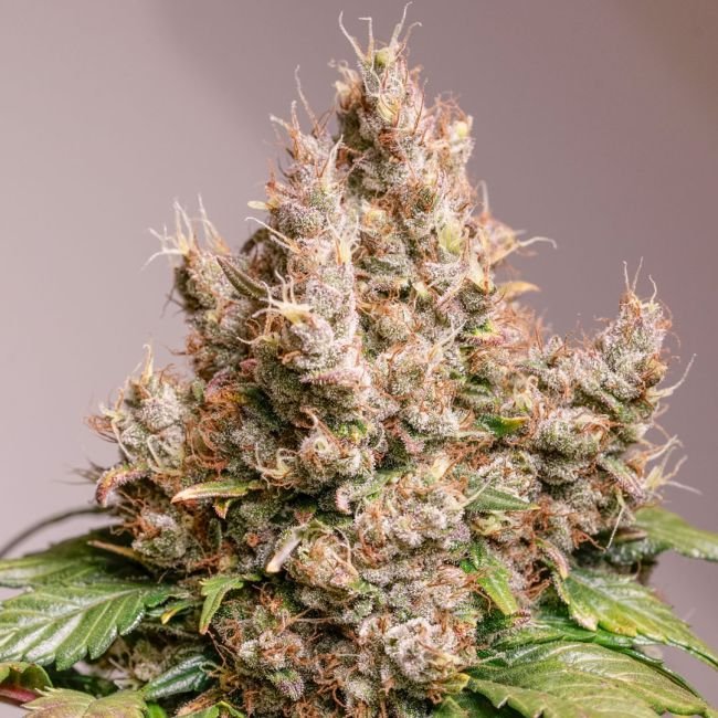 dutch passion red tropicana cookies fem autoflower1
