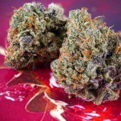 dutch passion strawberry soda fem autoflower2