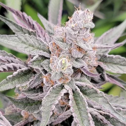 In House Genetics - Jamz [Feminized]