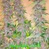 in house genetics midnight zushi feminized