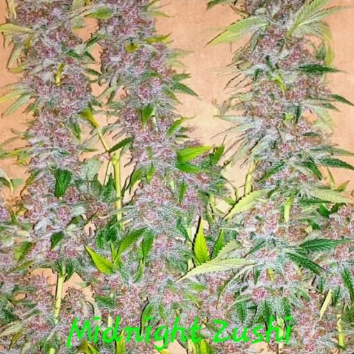 In House Genetics - Midnight Zushi [Feminized]