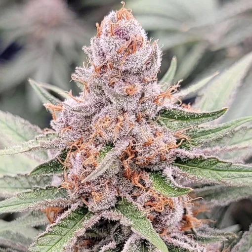 In House Genetics - Midori 44 [Feminized]